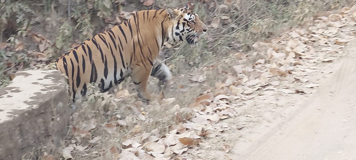 बाघ देखने का मौका...