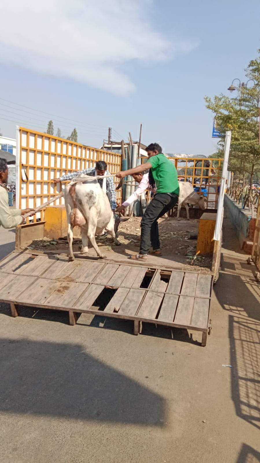 निगम की टीम ने पकड़े 16 मवेशी