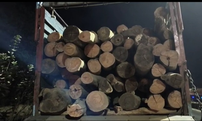 अवैध रूप से लकड़ी तस्करी करने वाला पकड़ाया