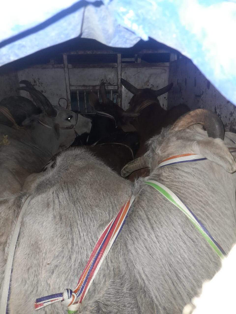 पिकअप से 5 मवेशी जब्त, चालक फरार 