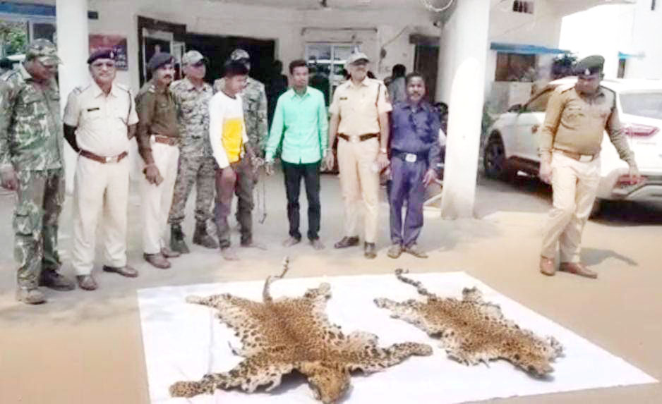 छत्तीसगढ़ में दो और तेंदुए मारे गए, खाल की तस्करी में 2 गिरफ्तार छत्तीसगढ़ में दो और तेंदुए मारे गए, खाल की तस्करी में 2 गिरफ्तार
