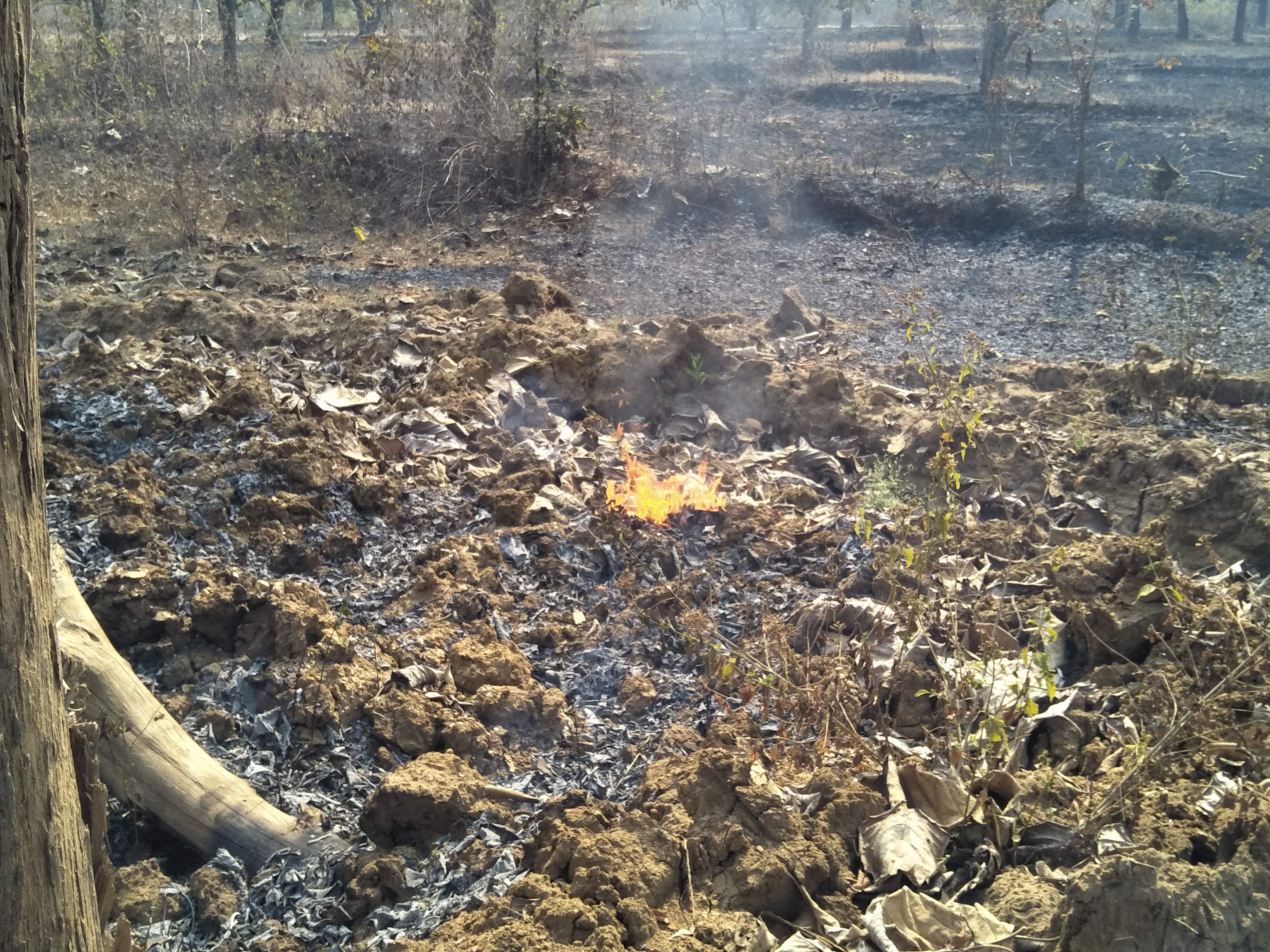 महुआ फूल बीनने पेड़ के आसपास लगाई जा रही आग, छोटे पौधे नष्ट हो रहे