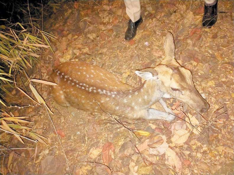  वाहन की ठोकर से घायल चीतल की मौत