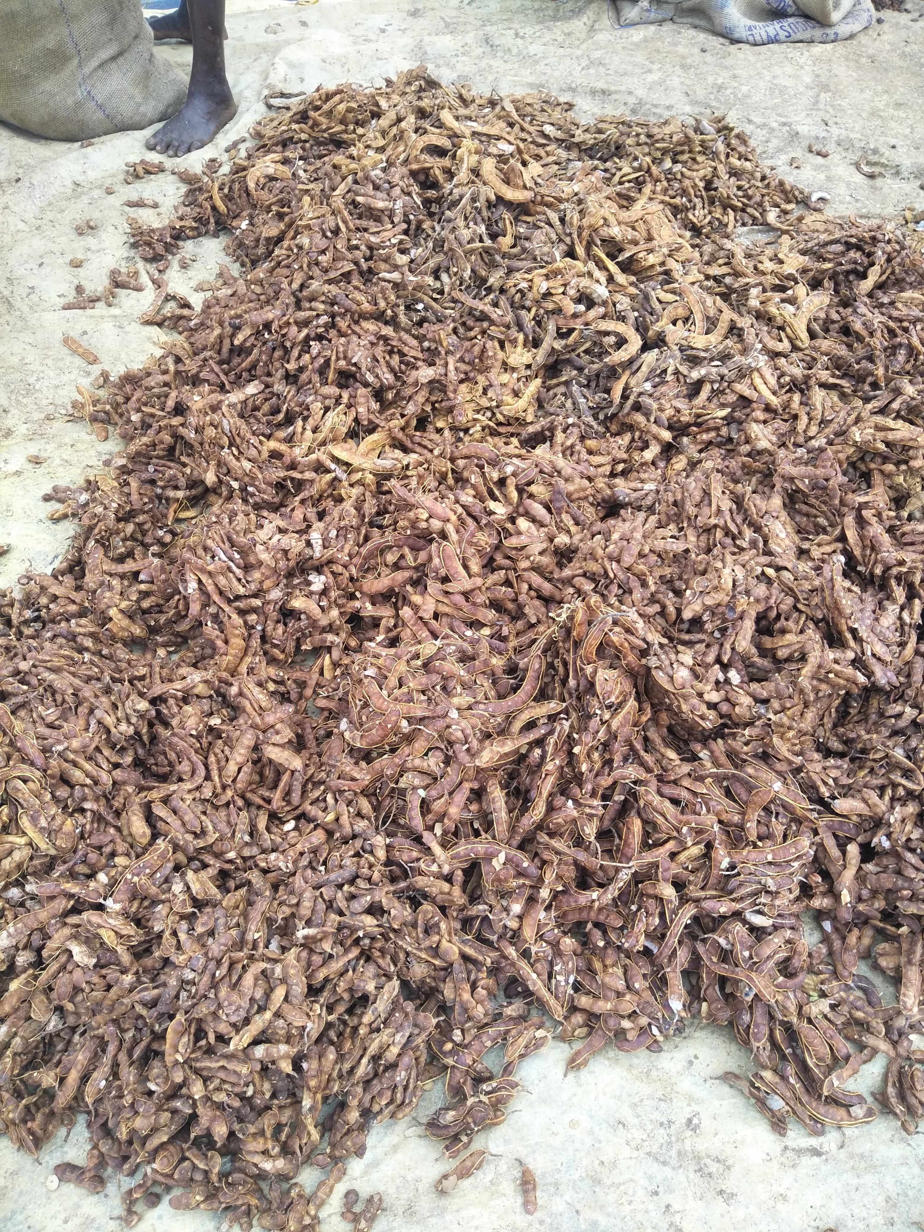 इमली की आवक में इजाफा