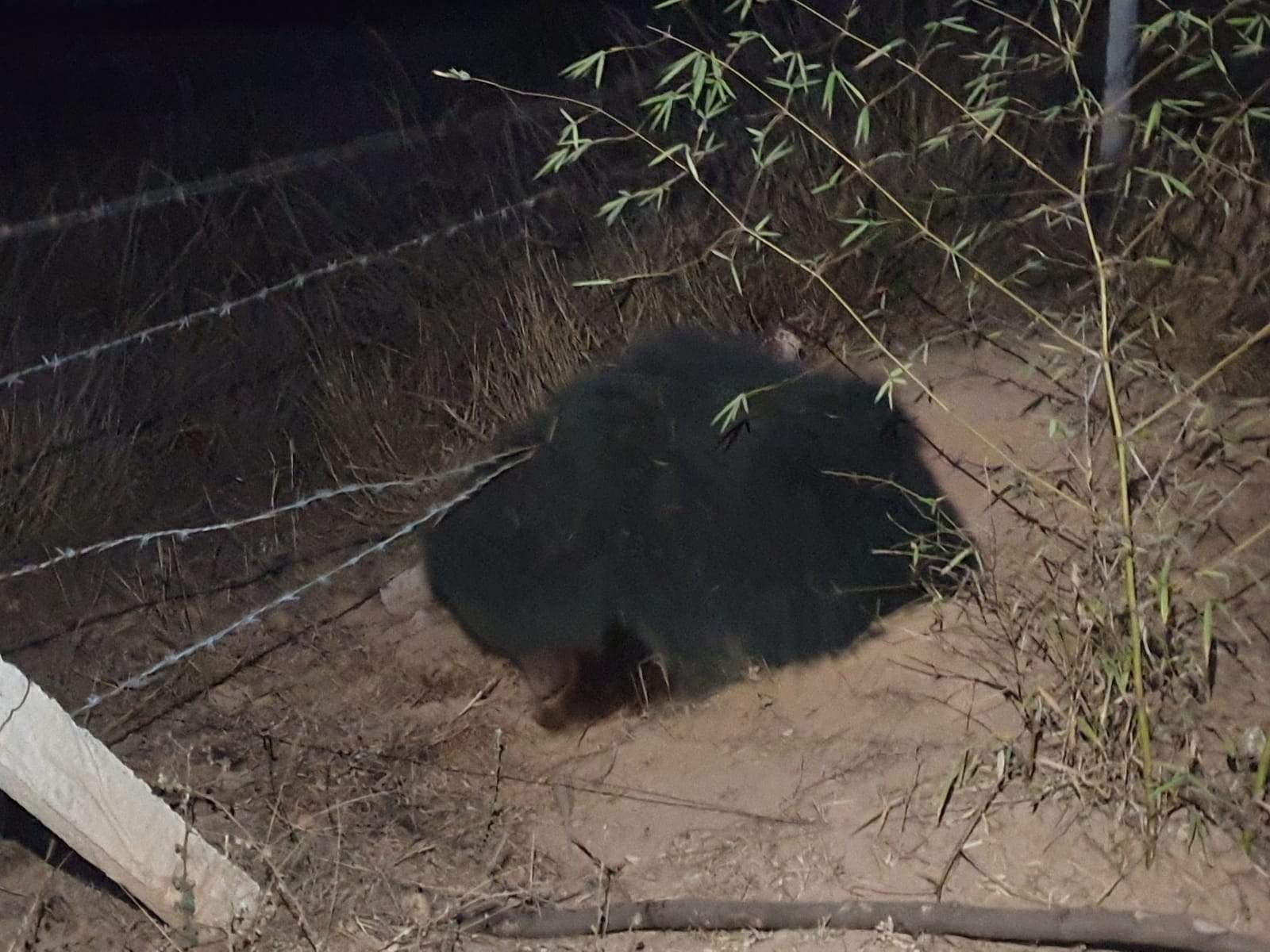 फेंसिंग तार में फंसे भालू शावक की मौत, मादा गंभीर रूप से घायल