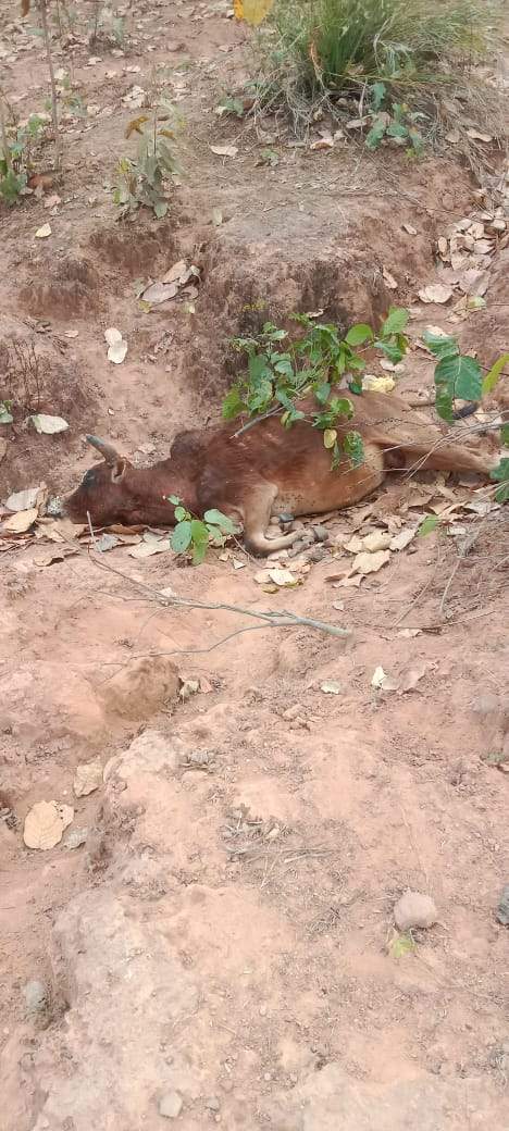 अब रामानुजगंज वन परिक्षेत्र के जंगल में दिखा बाघ, किया बैल का शिकार