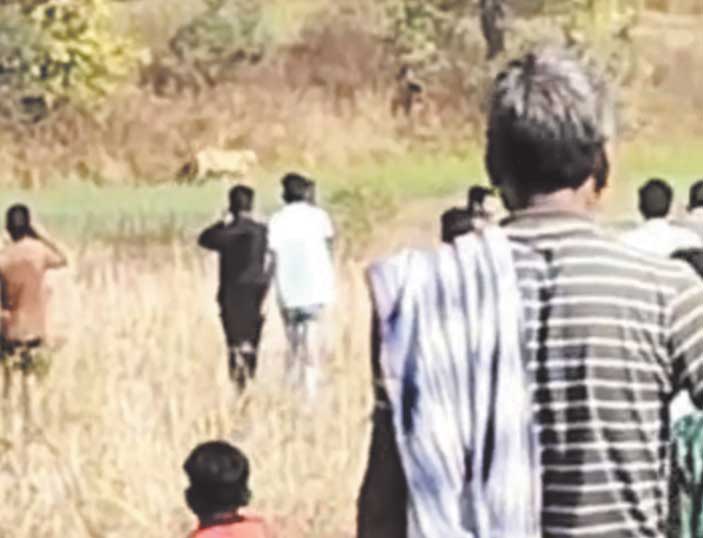 रिहायशी क्षेत्र के पास बाघ पहुंचा, देखने सैकड़ों पहुंचे, वन अमले ने हटाया