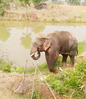 मगरलोड और नगरी के जंगल में 3 दंतैल हाथी घूम रहे