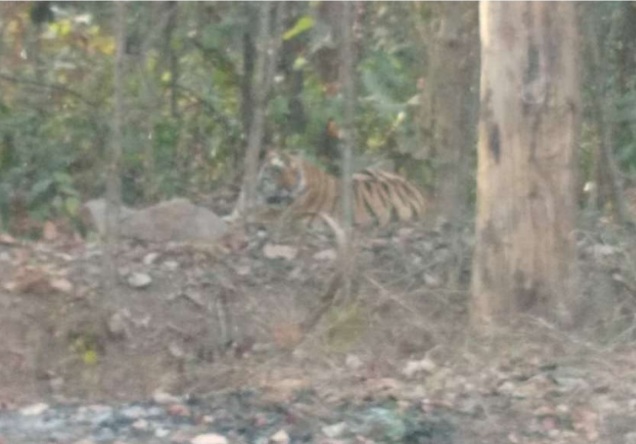 बाघ की दहाड़ से घंटों जाम रहा नेशनल हाईवे