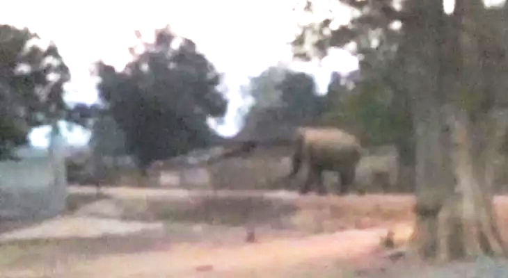 गांव के बीच बस्ती में घुसा हाथी गांव के बीच बस्ती में घुसा हाथी