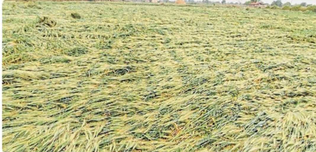 तेज हवाओं के साथ बारिश से चना सहित रबी की फसल बर्बाद तेज हवाओं के साथ बारिश से चना सहित रबी की फसल बर्बाद
