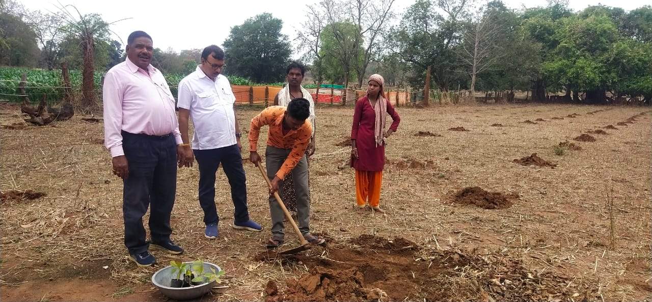 साढ़े 3 एकड़ क्षमें 837 टिशू कल्चर सागौन का पौधरोपण साढ़े 3 एकड़ क्षमें 837 टिशू कल्चर सागौन का पौधरोपण
