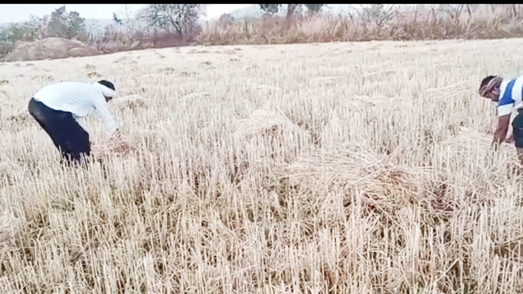 बेमौसम बारिश से फसल बर्बाद