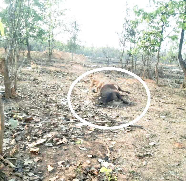 जंगलों में शिकारी अब भी कर रहे हैं शिकार