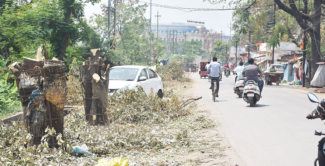 अब छांव नहीं...