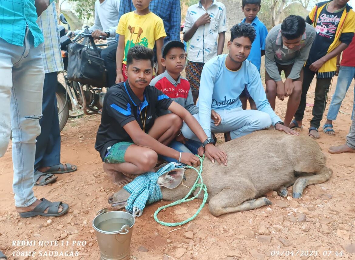 भोजन-पानी की तलाश में जंगल से भटका सांभर गांव पहुंचा