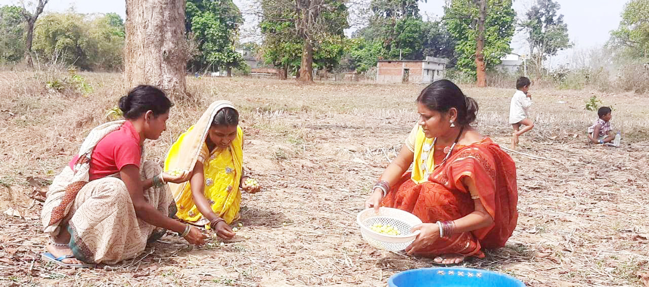 जनपद अध्यक्ष दिनेश्वरी ने महुआ बीनने में की मदद
