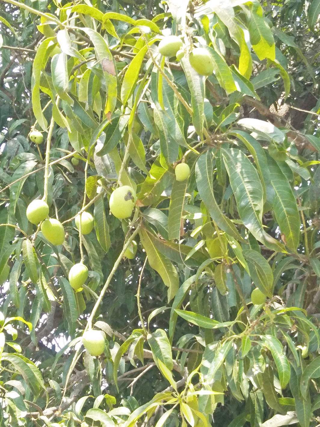 आम की अच्छी पैदावार की संभावना