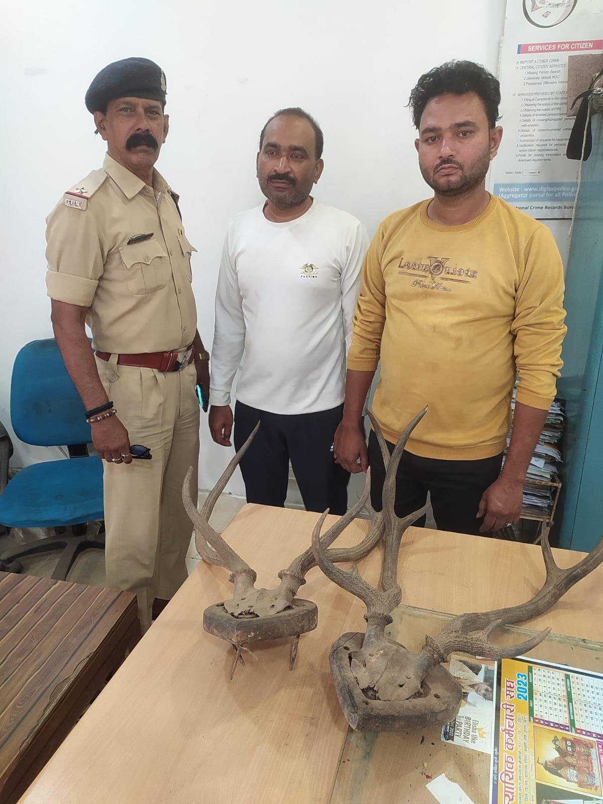 बारहसिंघा के सींग के साथ दो तस्कर गिरफ्तार, एक नागपुर का