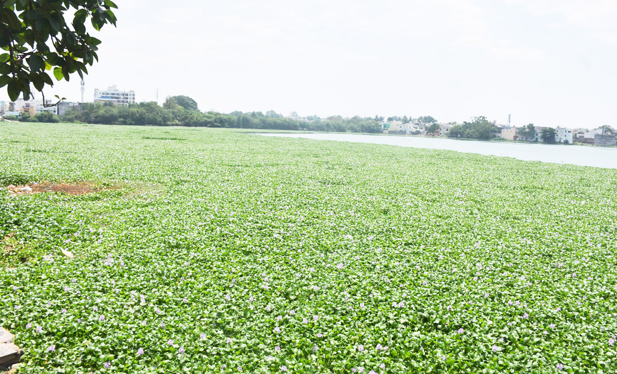 खेल मैदान नहीं तालाब है...