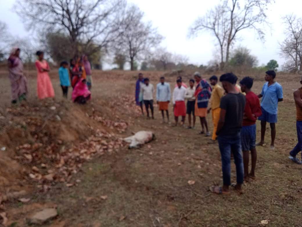 तेंदुए के हमले से बछड़े की मौत