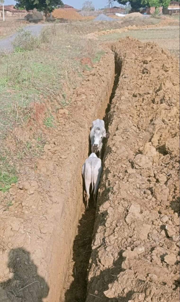 गड्ढे खोदकर छोड़ दिए, मवेशी गिरकर घायल हो रहे 