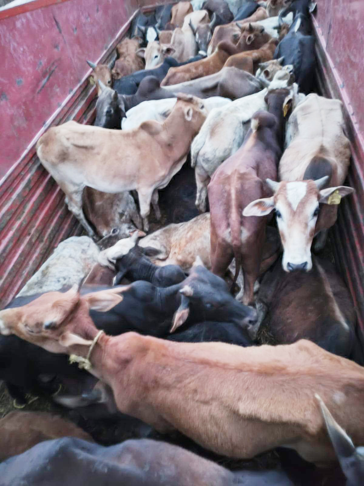 मवेशी तस्करी, 3 पकड़ाए मवेशी तस्करी, 3 पकड़ाए