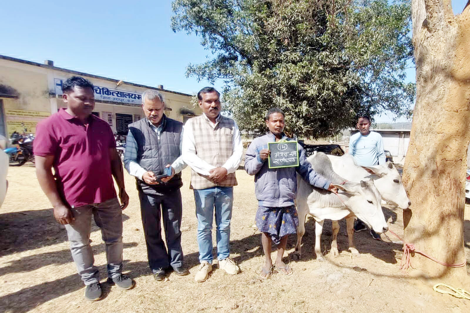 पहाड़ी कोरवा किसानों को एक-एक जोड़ी बैल, सीएम को दिया धन्यवाद पहाड़ी कोरवा किसानों को एक-एक जोड़ी बैल, सीएम को दिया धन्यवाद