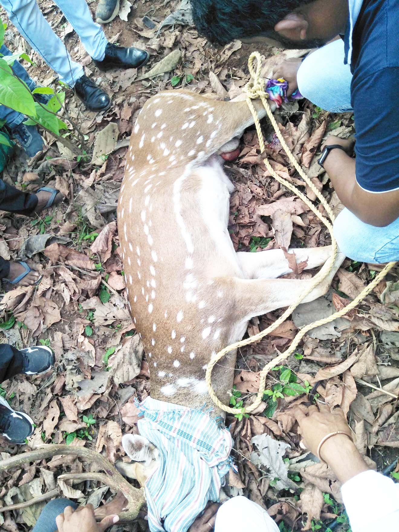 वाहन की ठोकर से बारहसिंघा घायल