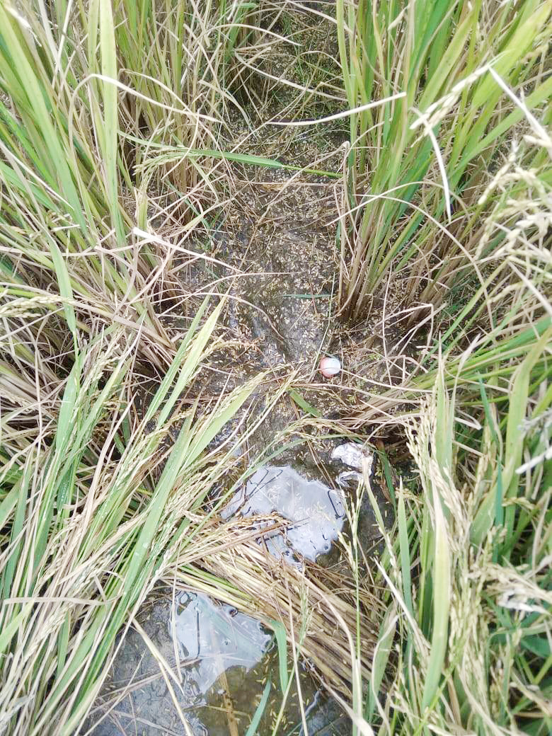 बेमौसम बारिश से नुकसान, टमाटर समेत कई सब्जी की फसल भी चौपट