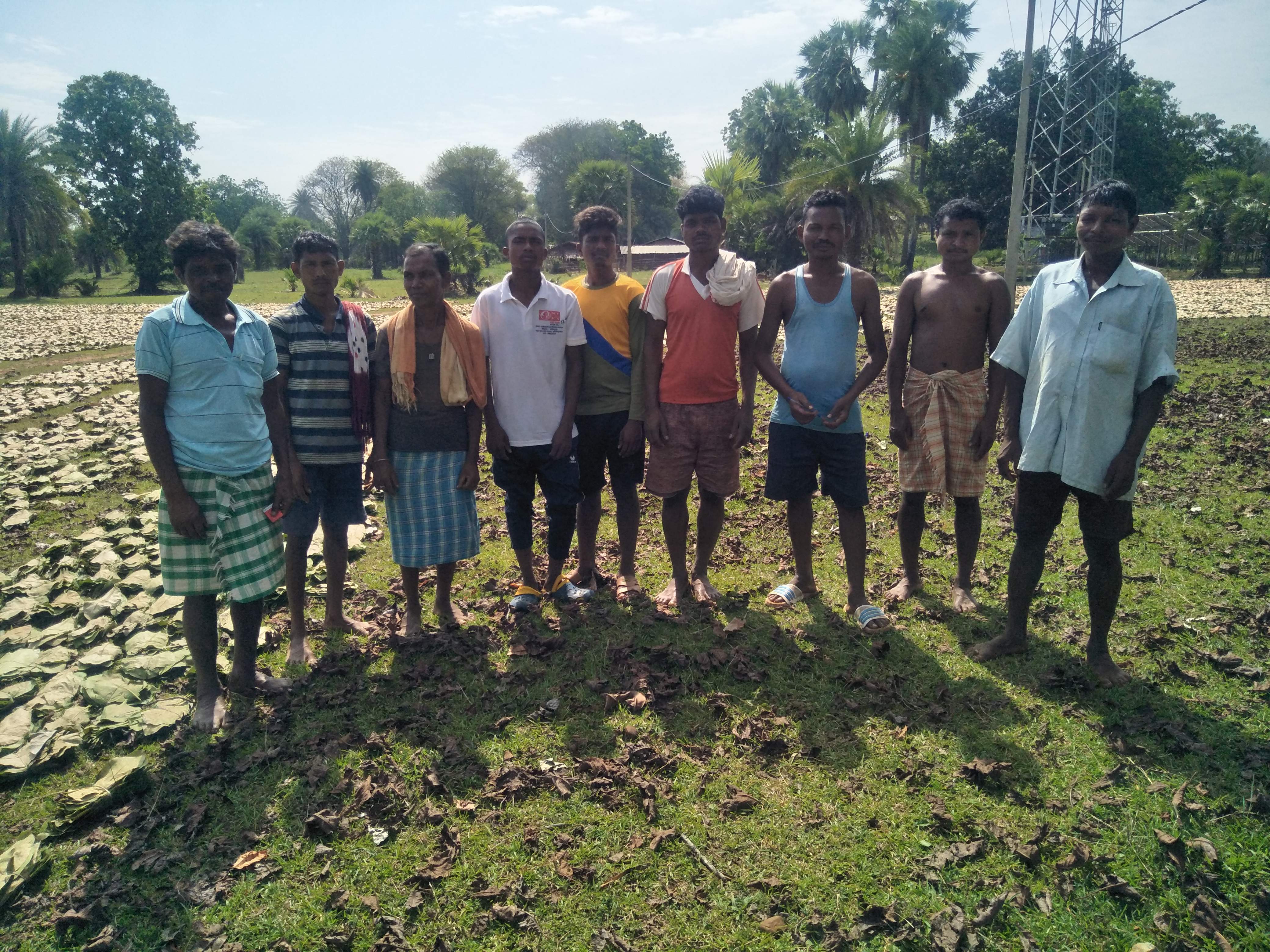 दंतेवाड़ा में तेंदूपत्ता खरीदी बंद, संग्राहकों में निराशा 