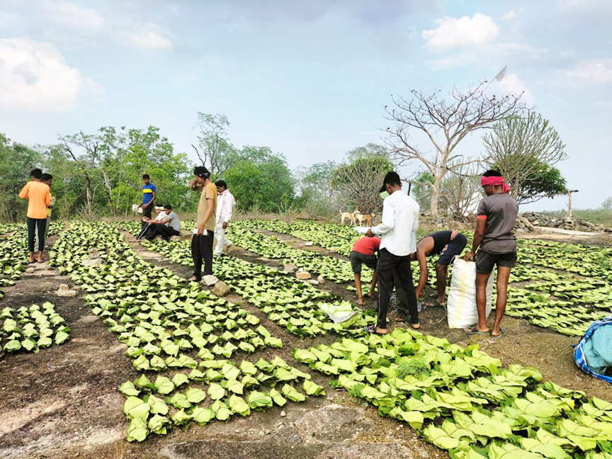 तेन्दूपत्ता संग्रहण शुरू, 28 समितियों से 26 हजार 800 मानक बोरा संग्रहण का लक्ष्य
