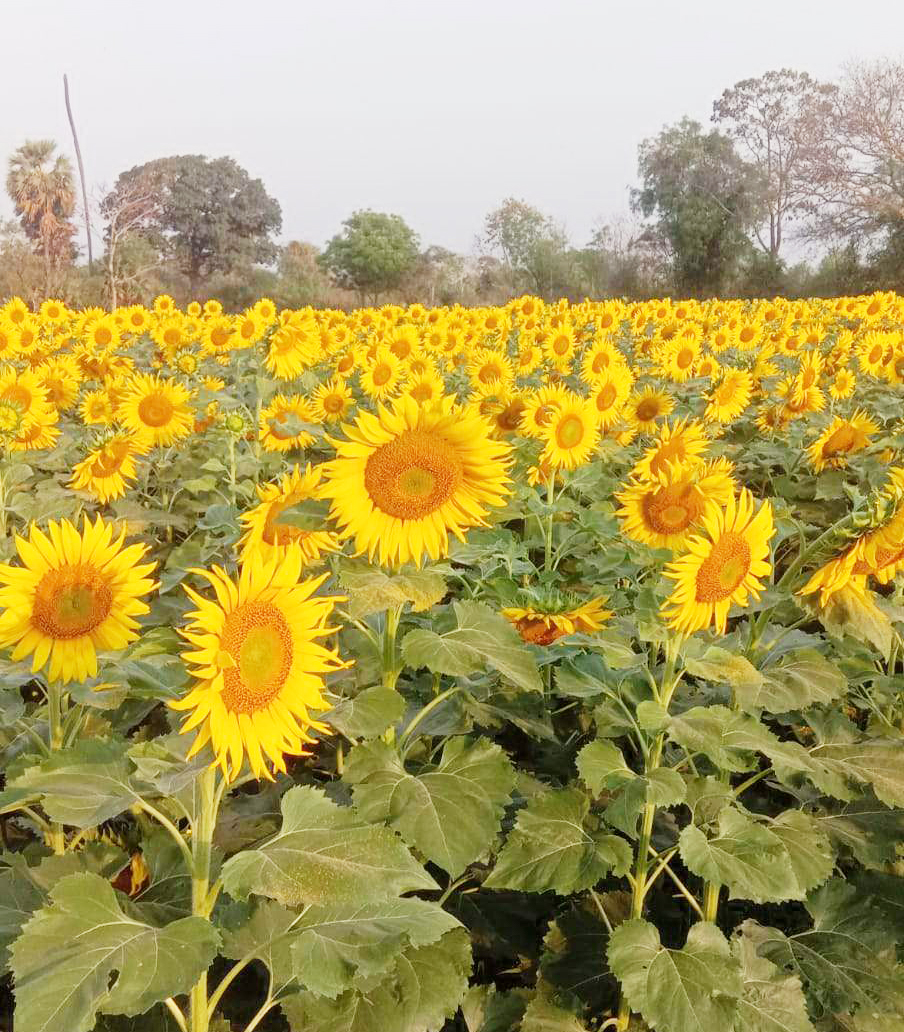 राजीव गांधी न्याय योजना से किसान हो रहे खुशहाल