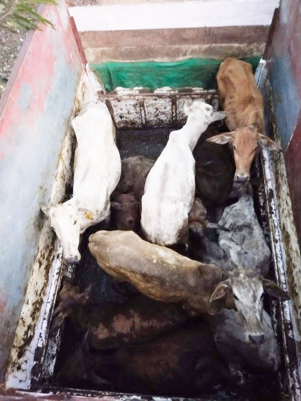 दर्जनभर मवेशियों के साथ तीन गिरफ्तार दर्जनभर मवेशियों के साथ तीन गिरफ्तार