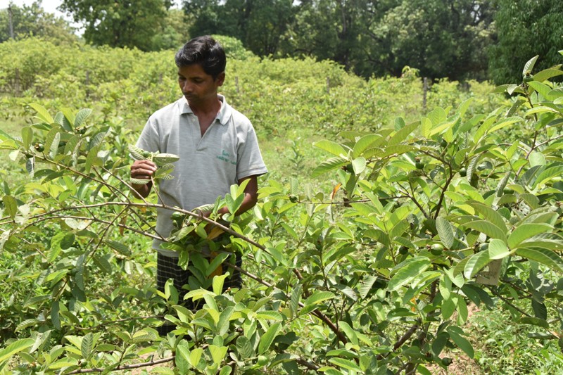 अमरूद की खेती से बड़ी आमदनी 