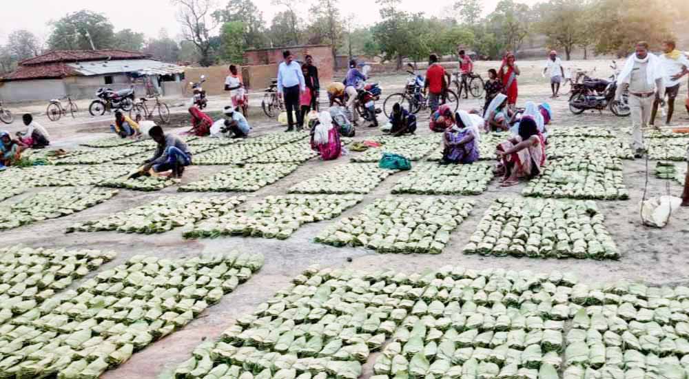मनेंद्रगढ़ वनमंडल में हरा सोना का संग्रहण शुरू