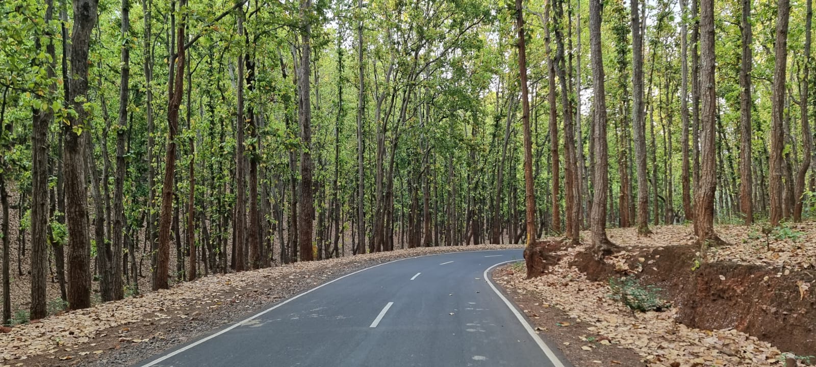 सरई-साल के पेड़ों से लदे चिल्फी में सूर्य के तेवर कमजोर सरई-साल के पेड़ों से लदे चिल्फी में सूर्य के तेवर कमजोर