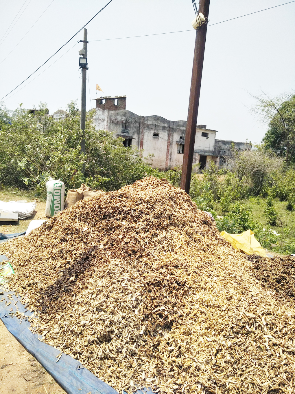 बाजार में अमचूर की आवक तेज बाजार में अमचूर की आवक तेज