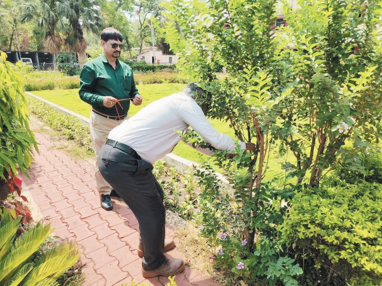 स्वच्छ भारत अभियान: पेड़ों में रक्षा सूत्र बांधा, रक्षा करने व गोद लेने चलाया अभियान