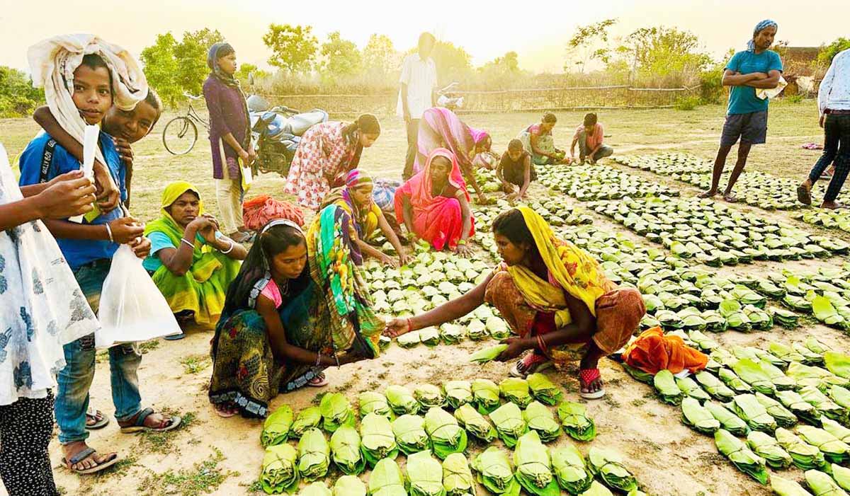 जिले में तेजी से संग्रहित किया जा रहा हरा सोना