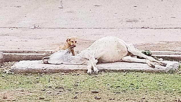 मृत गायों को कुत्ते खा रहे, बजरंग दल भडक़ा मृत गायों को कुत्ते खा रहे, बजरंग दल भडक़ा