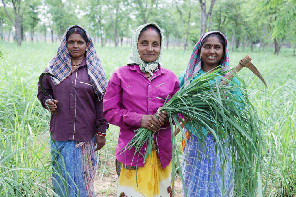  समूह की महिलाएं लेमनग्रास से निकाल रहीं तेल