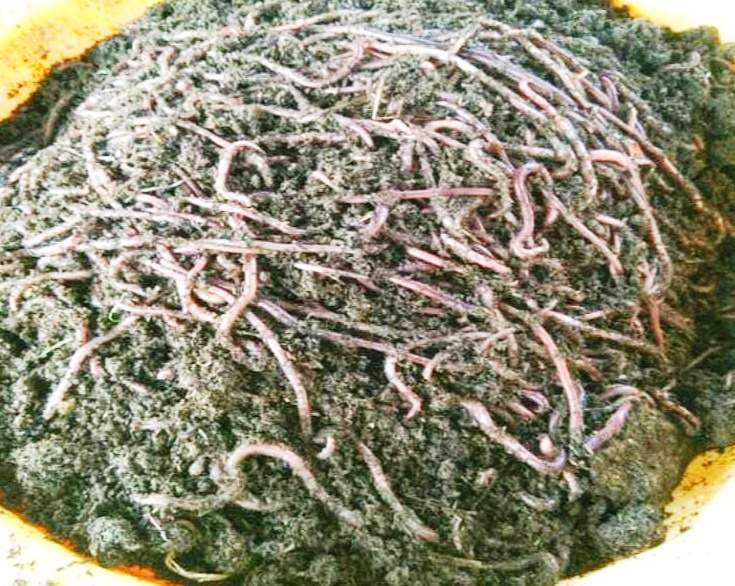 सामुदायिक बाड़ी व केंचुआ पालन से विचारपुर की महिलाओं ने कमाया 5.42 लाख, बदल रहा है जीवन