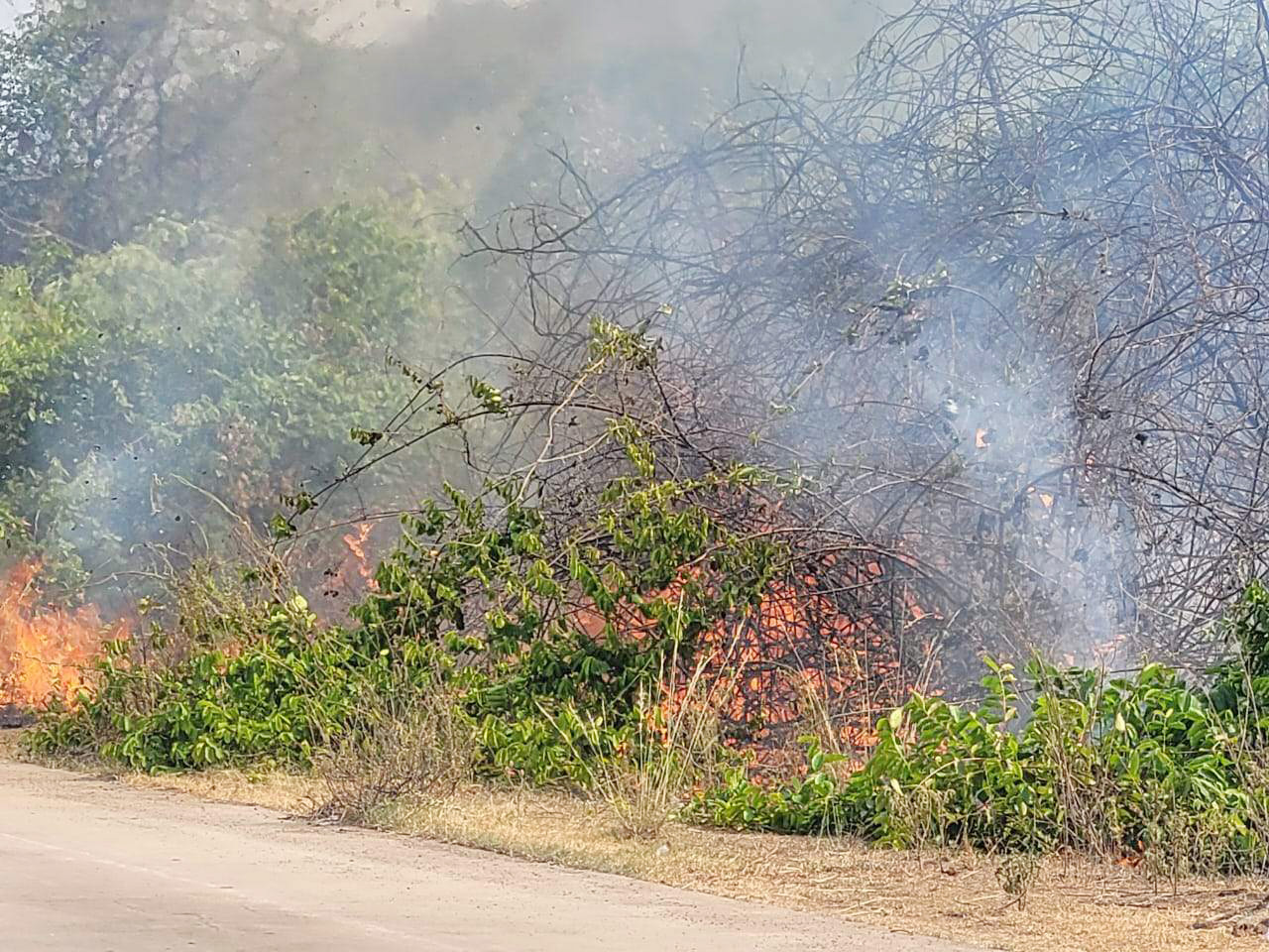 गोमर्डा अभ्यारण्य के साथ ही सामान्य जंगल में लगी आग गोमर्डा अभ्यारण्य के साथ ही सामान्य जंगल में लगी आग