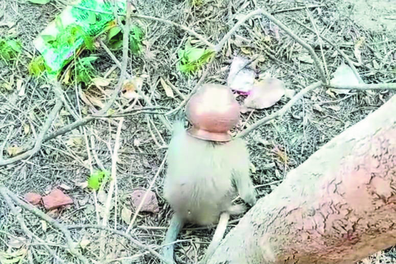 पानी से भरे लोटे में बंदर का सिर फंसा
