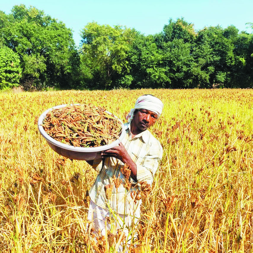 रागी की खेती से किसानों के जीवन में आ रहा बदलाव, आर्थिक समृद्धि की ओर अग्रसर