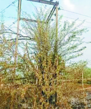  मात्र तीन फीट की ऊंचाई पर किसान के खेत में तार,  हादसे को न्यौता