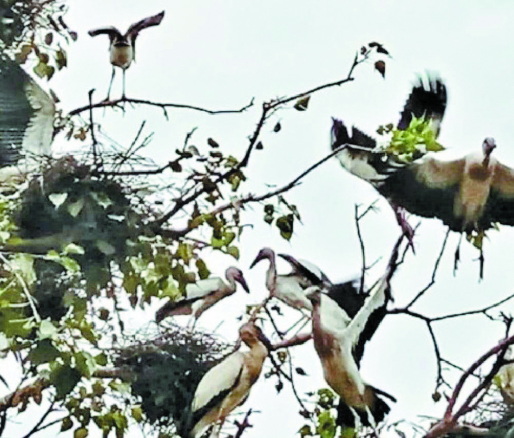 मानसून का संदेश लेकर कटई पहुंचे विदेशी मेहमान, गांव में जश्न 