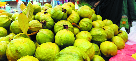 गर्मी में हाईब्रीड अमरूद की बहार गर्मी में हाईब्रीड अमरूद की बहार