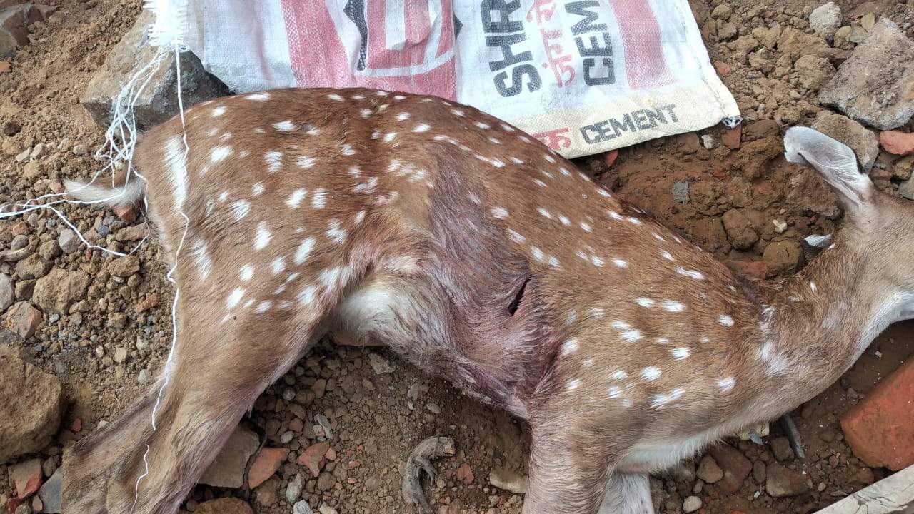 चीतल का शिकार, 10 गिरफ्तार, तीर-धनुष जब्त 